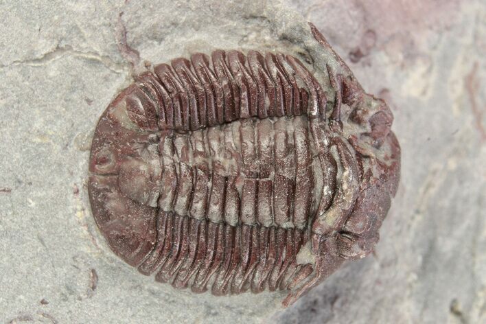 Red Proetid Trilobite - Hamar Laghdad, Morocco #271354